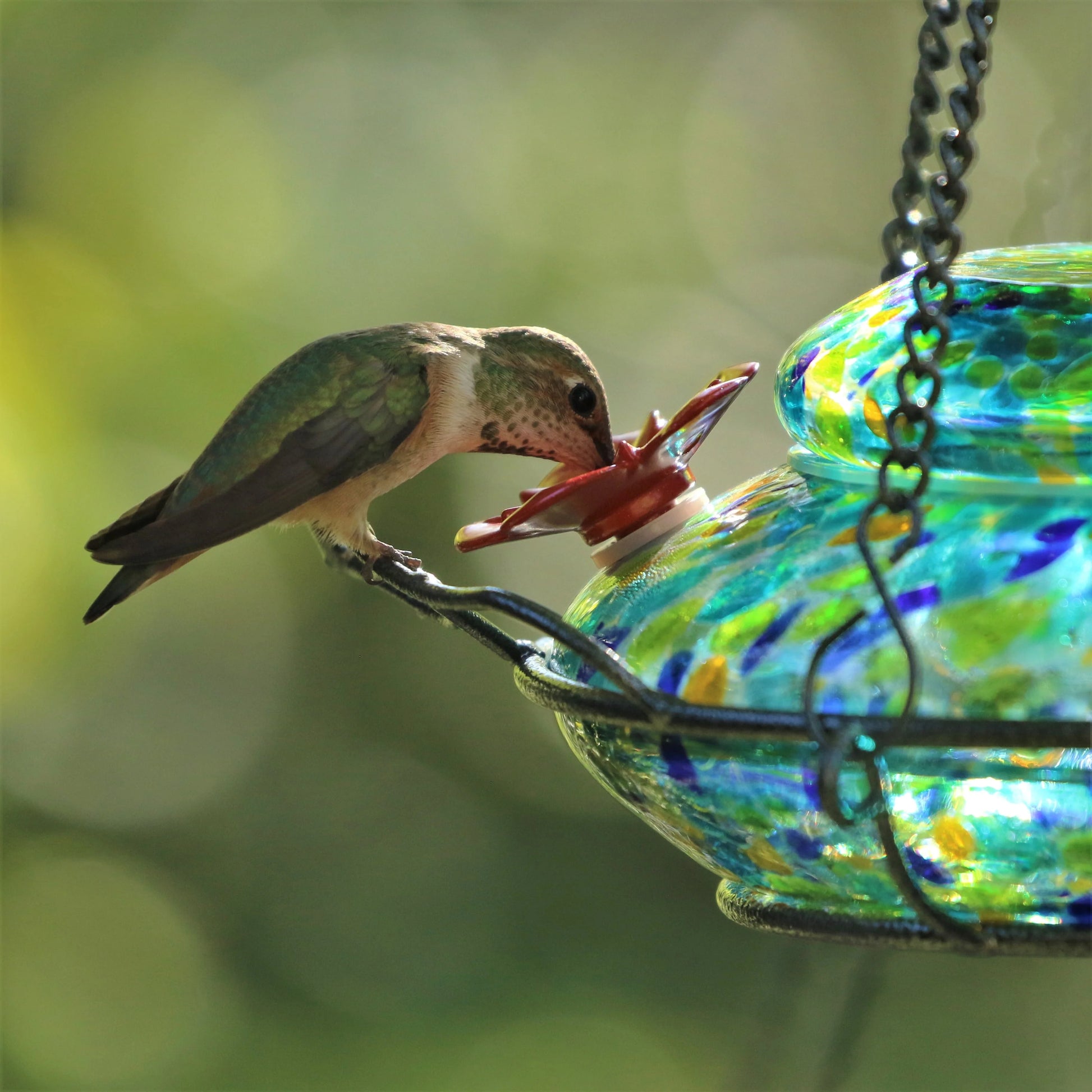 Wild Wings Artisan Glass Solar-Powered Illuminated Top Fill Hummingbird Feeder 16 oz, Blue Spring Rain